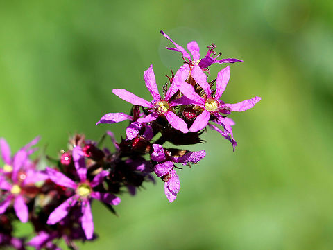 Purple Loosestrife - Lythrum salicaria These flowers were growing throughout a large meadow and were surely a pollinator's delight! 

The stems have a variable amount of hairiness and are rounded or 4-sided in shape. The upper stems end in long spikes of flowers. Each flower is at least 15mm across, consisting of 6 purple petals, a green tubular calyx, 6+ stamens, and a pistil with a green stigma. Each petal has a dark purple line toward its base.
https://www.jungledragon.com/image/72202/purple_loosestrife_-_lythrum_salicaria.html Geotagged,Loosestrife,Lythrum salicaria,Purple Loosestrife,Spiked loosestrife,Summer,United States,flowers,purple,wildflowers