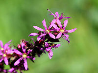 Purple Loosestrife - Lythrum salicaria These flowers were growing throughout a large meadow and were surely a pollinator's delight! <br />
<br />
The stems have a variable amount of hairiness and are rounded or 4-sided in shape. The upper stems end in long spikes of flowers. Each flower is at least 15mm across, consisting of 6 purple petals, a green tubular calyx, 6+ stamens, and a pistil with a green stigma. Each petal has a dark purple line toward its base.<br />
https://www.jungledragon.com/image/72202/purple_loosestrife_-_lythrum_salicaria.html Geotagged,Loosestrife,Lythrum salicaria,Purple Loosestrife,Spiked loosestrife,Summer,United States,flowers,purple,wildflowers