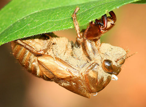 Cicada Exuviae - Cicadidae Mature nymphs emerge from the soil at night and climb onto nearby vegetation or any vertical surface. They then molt into winged adults. Their shed outer skins or exoskeletons are found attached to tree trunks and twigs.  You can still see the dirt on this exuviae left from when the nymph lived underground. Cicada Exuviae,Cicadidae,Geotagged,Summer,United States,cicada,exuviae