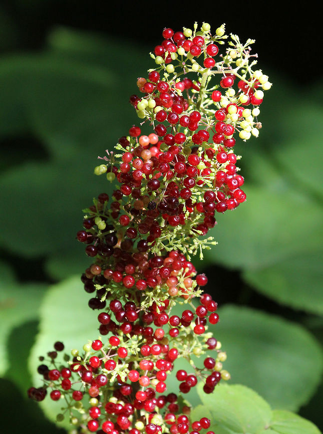 American Spikenard This plant has beautiful, purple-red berries  in the autumn.  Large, tapered flower clusters of this 2-5 ft. perennial are made up of many tiny white flowers, each with a tinge of yellow or green. They grow upright above large compound foliage on heavy, leafy stems. <br />
<br />
The berries are generally considered inedible. However, the roots have been used as an ingredient for root beer; and Native Americans used this plant medicinally. American Spikenard,Aralia racemosa,Geotagged,Summer,United States,red berries