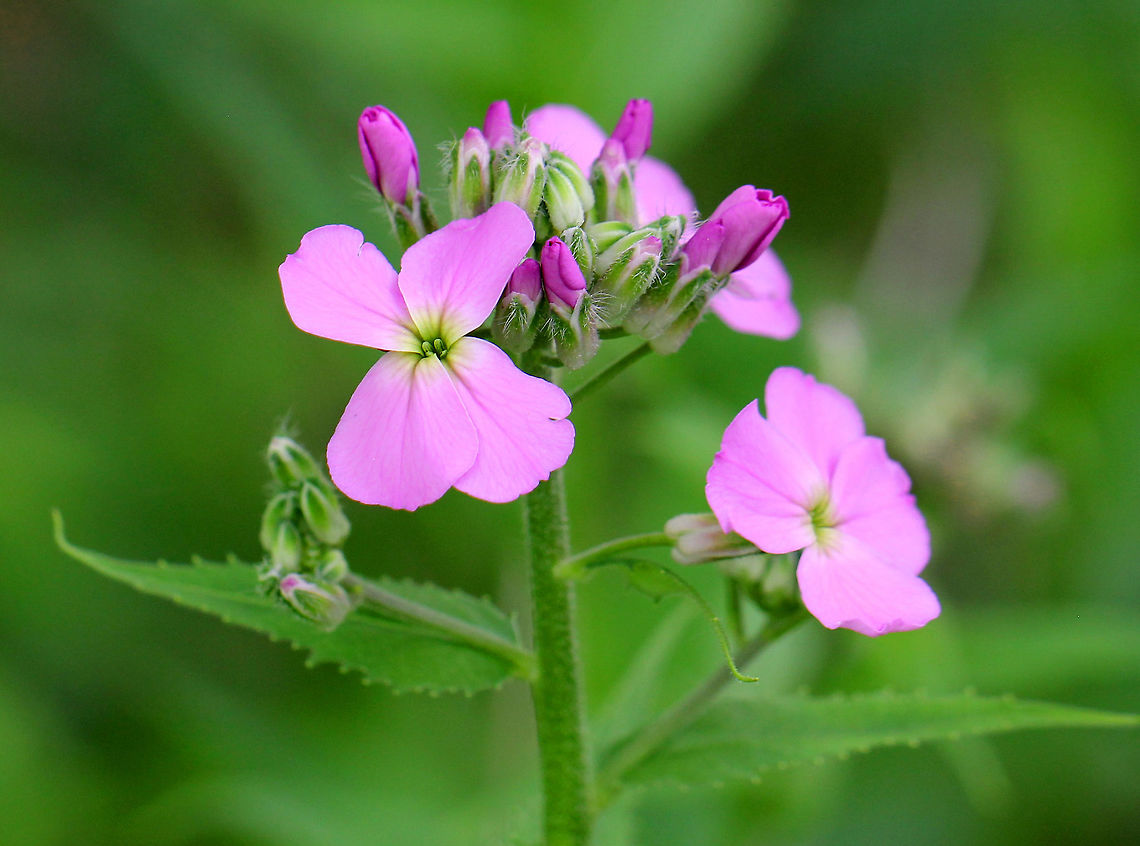 Dame's Rocket An erect plant with terminal racemes of flowers with 4 pink petals. Leaves are long and toothed.  Dame's Rocket,Geotagged,Hesperis matronalis,Spring,United States,flower,pink,wildflower