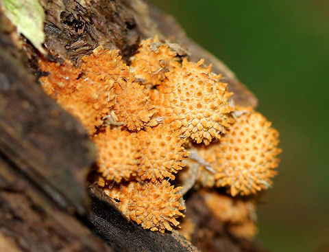 Shaggy Scalycap These mushrooms were growing in a cluster on rotting wood. They were pale orange mushrooms that had caps covered in pointed scales. The flesh was cream colored. Geotagged,Pholiota Mushrooms,Pholiota squarrosa,Shaggy scalycap,Summer,United States,fungi,fungus,mushroom,mushrooms,pholiota