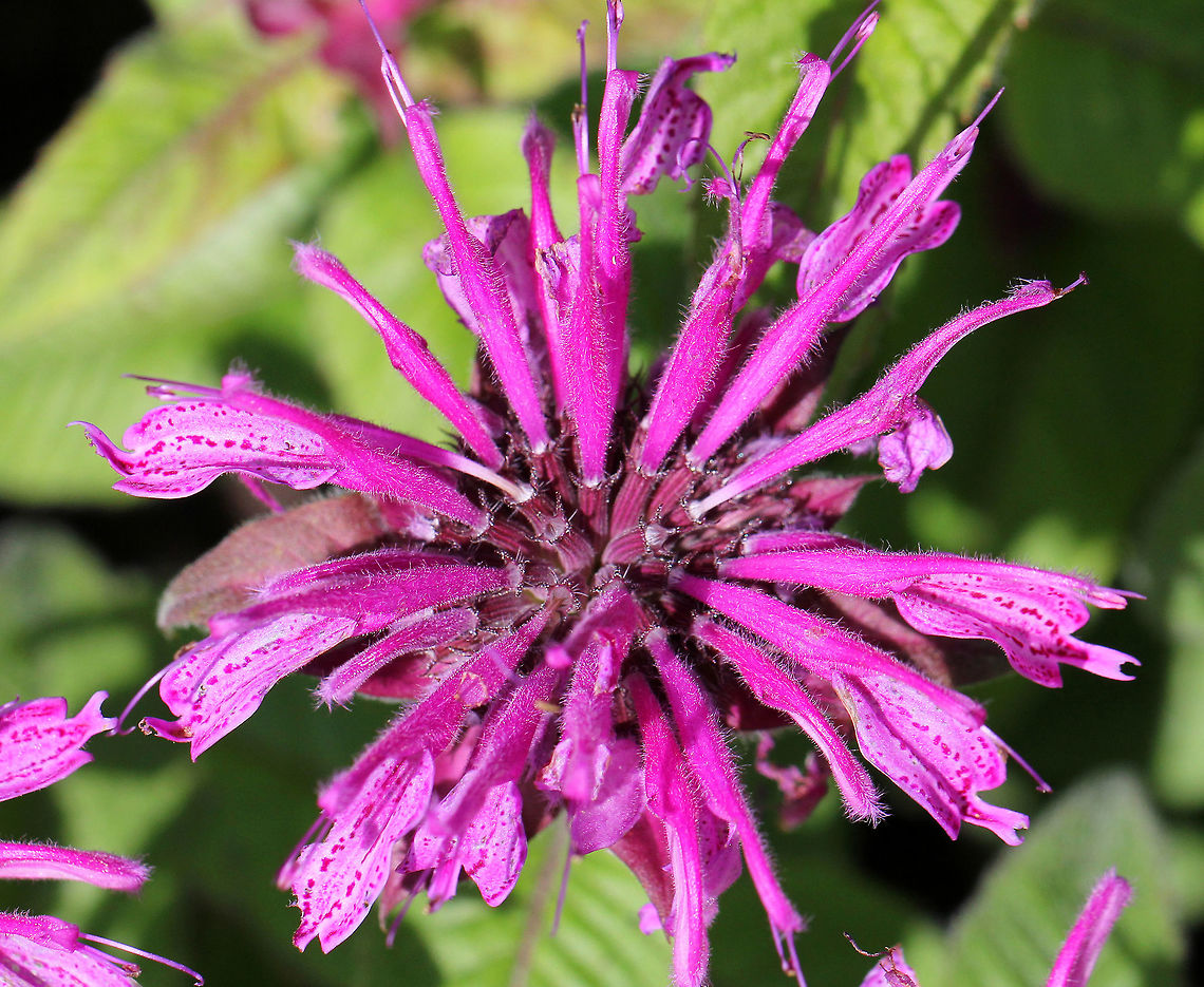 Oswego Tea A dense, terminal cluster of tubular flowers atop a square stem. Leaves are long and toothed.<br />
<br />
The common name refers to the use of the leaves for tea by the early colonists in America. They used this plant when regular tea was scarce. Geotagged,Monarda didyma,Oswego Tea,Scarlet beebalm,Summer,United States,flower,pink,wildflower