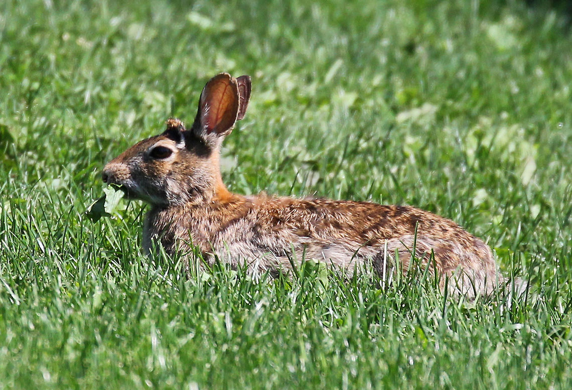 Eastern Cottontail The eastern cottontail is chunky, has red-brown or gray-brown coloring, large hind feet, long ears, and a short fluffy white tail. Its underside is white. There is also a usty patch on the tail.  It has large brown eyes and large ears to see and listen for danger.  Eastern cottontail,Geotagged,Spring,Sylvilagus floridanus,United States,cottontail,rabbit