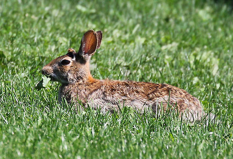 Eastern Cottontail The eastern cottontail is chunky, has red-brown or gray-brown coloring, large hind feet, long ears, and a short fluffy white tail. Its underside is white. There is also a usty patch on the tail.  It has large brown eyes and large ears to see and listen for danger.  Eastern cottontail,Geotagged,Spring,Sylvilagus floridanus,United States,cottontail,rabbit