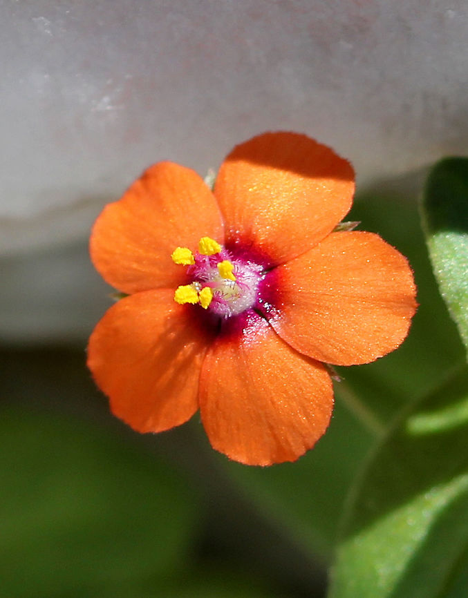 Scarlet Pimpernel Scarlet pimpernel flowers open only when the sun shines. It has a wide variety of flower colors, including orange, red, and blue. These flowers were growing very low to the ground and were a very vibrant orange color.<br />
<br />
They were growing in a tiny spot of dirt between two huge rocks, approximately 20 feet from the ocean.  Anagallis arvensis,Geotagged,Scarlet Pimpernel,Scarlet pimpernel,Summer,United States,flower,orange,wildflower