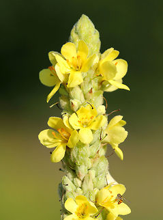 Common Mullein Approximately 6 feet tall with a single unbranched stem and densely grouped, bright yellow flowers.  Common Mullein,Geotagged,Mullein,Summer,United States,Verbascum thapsus,flowers,wildflowers,yellow