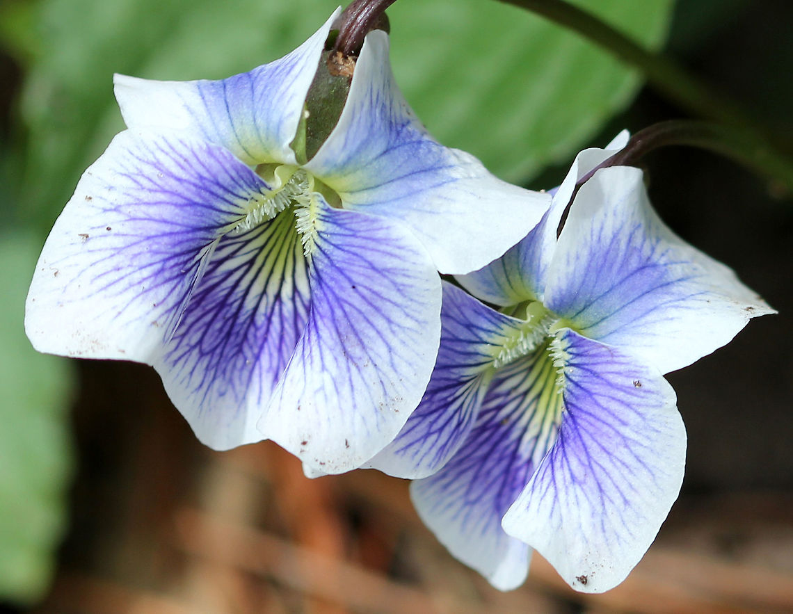Confederate Violet - Viola sororia priceana Violet-blue and white flowers that consist of 5 rounded petals - 2 upper petals, 2 lateral petals with white beards, and a lower petal, which functions as a landing pad for visiting insects. Confederate Violet,Confederate Violets,Geotagged,Spring,United States,Viola sororia,Viola sororia priceana,flower,flowers,viola,violet,wildflowers
