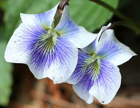 Confederate Violet - Viola sororia priceana Violet-blue and white flowers that consist of 5 rounded petals - 2 upper petals, 2 lateral petals with white beards, and a lower petal, which functions as a landing pad for visiting insects. Confederate Violet,Confederate Violets,Geotagged,Spring,United States,Viola sororia,Viola sororia priceana,flower,flowers,viola,violet,wildflowers