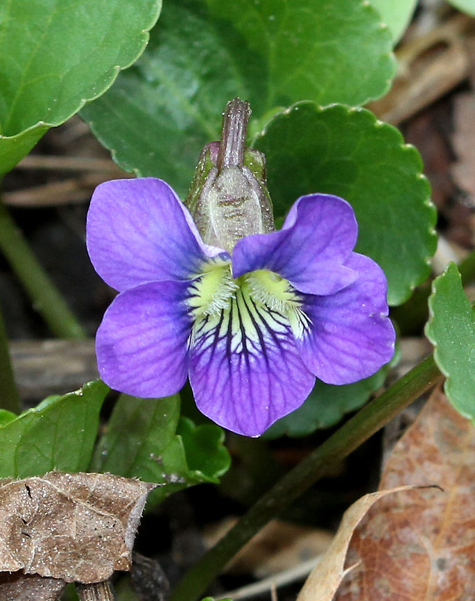 Wood Violet Violets have flowers with five petals - four that are upswept or fan-shaped (two per side), and one petal that is a broad, lower petal, which points downward. Leaves are heart-shaped and scalloped. Common Blue Violet,Geotagged,Spring,United States,Viola sororia,common blue violet,flower,purple,viola,violets,wildflower,wood violet