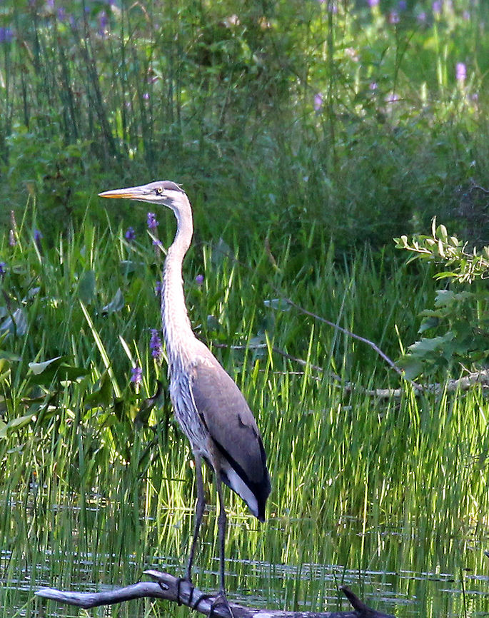 Great Blue Heron Description:<br />
<br />
Blue-gray color with a black stripe above the eye, long legs, and a long bill. In flight, they curl its neck into a tight &ldquo;S&rdquo; shape.<br />
 Ardea herodias,Geotagged,Great Blue Heron,Great blue heron,Summer,United States,bird,heron