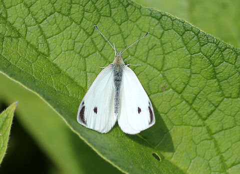 Small Cabbage White Butterfly The upperside is creamy white with black tips on the forewings. Females also have two black spots in the center of the forewings. Its underwings are yellowish with black speckles. Geotagged,Pieris rapae,Small Cabbage White Butterfly,Small White,Summer,United States,butterfly,cabbage white