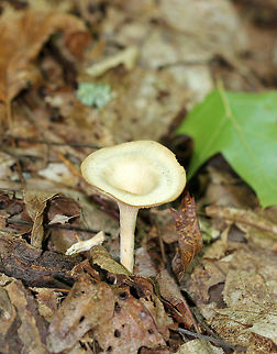 Singerocybe adirondackensis