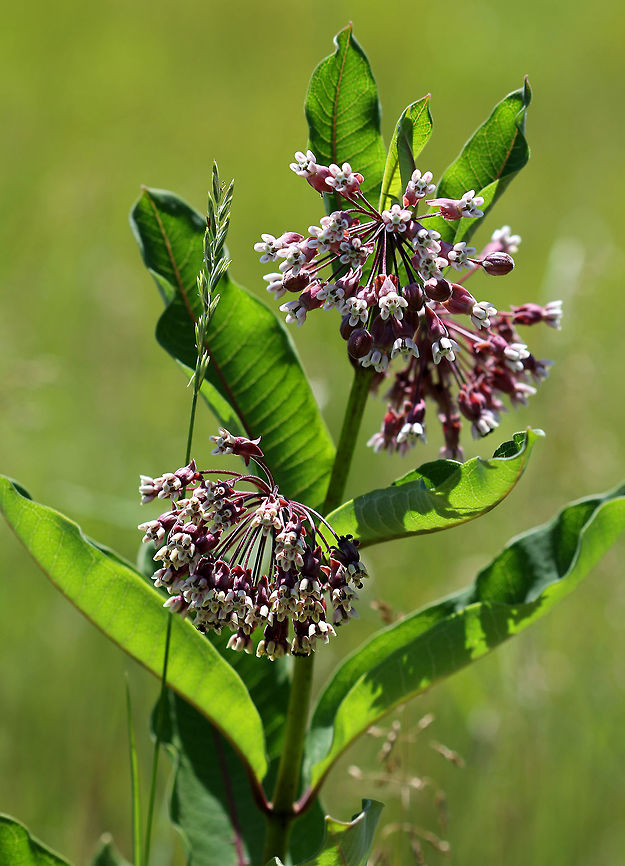 Common Milkweed Common Milkweed grows up to six feet tall. It has large, broad leaves, pinkish-purple flower clusters, and green fruit pods that turn brown before bursting open to let out fluffy seeds. The flowers bloom from June to August during which time they are visited by many species of moths, butterflies, bees, and other insects. <br />
<br />
Common Milkweed is a very important plant because so many species of insects depend on it for survival. For example, Monarch Butterflies and Milkweed Bugs only eat milkweed, and could not survive without it. Many other additional species of insects use milkweed as a primary food source as well. Asclepias syriaca,Common Milkweed,Geotagged,Summer,United States,milkweed