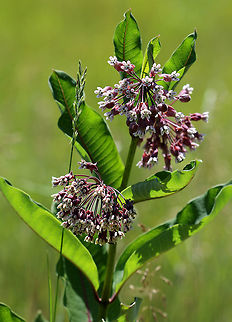 Common Milkweed Common Milkweed grows up to six feet tall. It has large, broad leaves, pinkish-purple flower clusters, and green fruit pods that turn brown before bursting open to let out fluffy seeds. The flowers bloom from June to August during which time they are visited by many species of moths, butterflies, bees, and other insects. 

Common Milkweed is a very important plant because so many species of insects depend on it for survival. For example, Monarch Butterflies and Milkweed Bugs only eat milkweed, and could not survive without it. Many other additional species of insects use milkweed as a primary food source as well. Asclepias syriaca,Common Milkweed,Geotagged,Summer,United States,milkweed