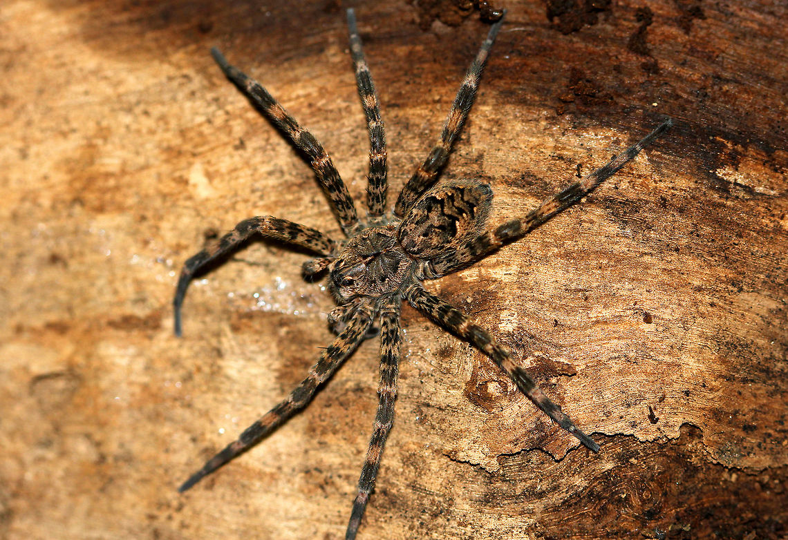 Dark Fishing Spider Large, robust spider. Abdomen rounded in the front, widest in the middle, and tapered towards the rear. Abdomen gray or brown with a series of black &lsquo;W&rsquo;-shaped markings on posterior half and unique pattern on the front half that somewhat resembles the face of an ant.<br />
<br />
Despite the moniker of &ldquo;fishing spider,&rdquo; this particular species is frequently found far from water; but, I have heard that they are able to catch small fish from the edge of the water.  Dark Fishing Spider,Dolomedes tenebrosus,Geotagged,Summer,United States,spider