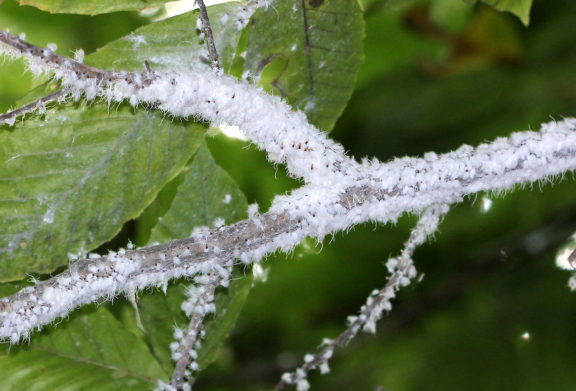 Beech Blight Aphids The aphids are a light bluish color with bodies covered with long, white, waxy filaments giving them a woolly appearance. Very high numbers can be seen on individual branches, sometimes extending onto leaves. Infested trees may appear to have their branches and twigs covered with snow. They feed on the sap of American beech trees. The aphids form dense colonies on small branches and the undersides of leaves. <br />
<br />
This aphid has a defensive behavior in that it raises the posterior end of its body and sways from side to side when disturbed. Many aphids performing this action at the same time has led to this species being referred to as the &quot;Boogie-Woogie Aphid&quot;. Beech blight,Beech blight aphid,Beech blight aphids,Geotagged,Grylloprociphilus imbricator,Summer,United States,aphids