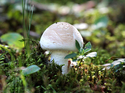 Amanita Mushroom - Amanita sp.  Amanita Mushroom,Geotagged,Summer,United States,amanita,fungus,mushroom