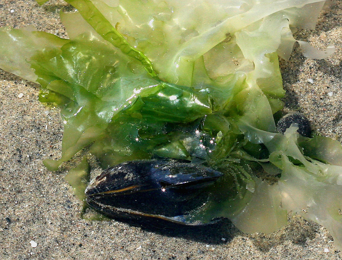 Blue Mussel The shape of the shell is triangular and elongate with rounded edges. The shell is smooth with a sculpturing of fine concentric growth lines but no radiating ribs. The shells of this species are purple, blue or sometimes brown in color, occasionally with radial stripes. I found a bunch of mussels in the intertidal zone along Long Island sound in CT, but would never dare to eat them because the water is so polluted that it makes your skin tingle and burn if you stand in it.<br />
<br />
There is some seaweed attached, probably Ulva lactuca. Blue Mussel,Blue mussel,Geotagged,Mytilus,Mytilus edulis,Summer,United States,mussel