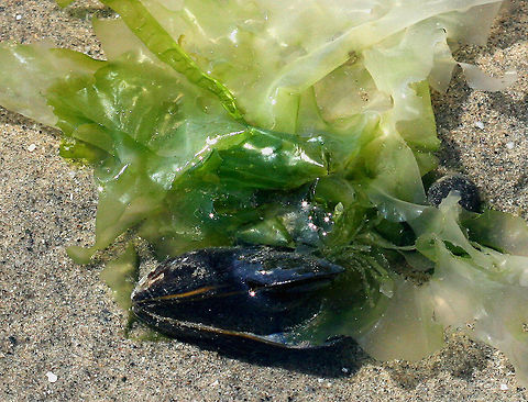 Blue Mussel The shape of the shell is triangular and elongate with rounded edges. The shell is smooth with a sculpturing of fine concentric growth lines but no radiating ribs. The shells of this species are purple, blue or sometimes brown in color, occasionally with radial stripes. I found a bunch of mussels in the intertidal zone along Long Island sound in CT, but would never dare to eat them because the water is so polluted that it makes your skin tingle and burn if you stand in it.

There is some seaweed attached, probably Ulva lactuca. Blue Mussel,Blue mussel,Geotagged,Mytilus,Mytilus edulis,Summer,United States,mussel