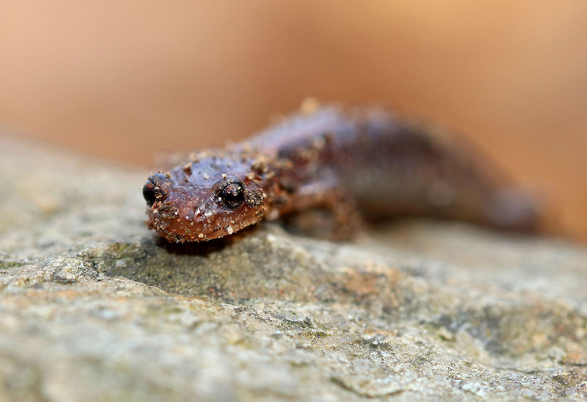 Red-backed Salamander This salamander was truly dirty - it even had dirt stuck to its eyeballs.<br />
<br />
It had a blackish brown body with an orange-red stripe down the middle of its back. It&#039;s belly was black and white. This salamander was about 8 cm long. <br />
<br />
The red-backed salamander exhibits color polymorphism with two common color variations - the &#039;red-backed&#039; variety has a red dorsal stripe that tapers towards the tail and the &#039;lead-backed&#039; variety lacks most or all of the red pigmentation. The red-backed phase is not always red, but may actually be various other colors (yellow-backed, orange-backed, or white-backed) Geotagged,Plethodon cinereus,Red- backed salamander,Red-backed Salamander,Spring,United States,salamander