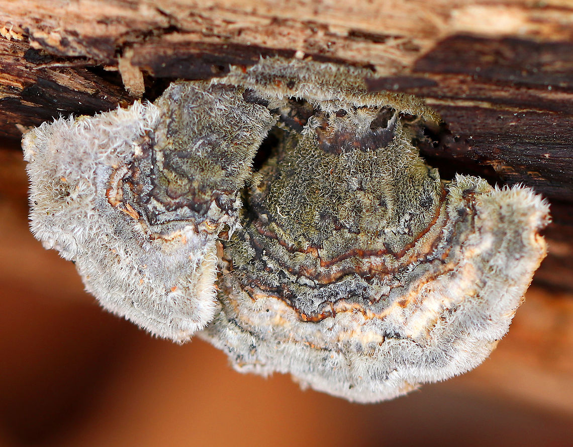 Turkey Tail Very "hairy" turkey tail fungus that I found growing on rotting wood in a deciduous swamp. <br />
<br />
Turkey Tail gets its name from the fact that it sort of resembles a turkey's tail. The caps were bracket-shaped, thin, fuzzy, and had concentric zones of green, brown, and gray. The pores are white. Geotagged,Spring,Trametes versicolor,Turkey Tail,United States,fungus,mushroom