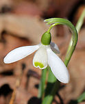 Common Snowdrops - Galanthus nivalis Among the first bulbs to bloom in spring, snowdrops have an erect, leafless scape with a solitary, bell-shaped white flower. The flower has six segments - the outer three are larger and more convex than the inner three. The inner segments are usually marked on their outer surface with a green U-shaped mark over the notch at the tip of each tepal. The inner surface has a faint green mark covering most of it. <br />
https://www.jungledragon.com/image/71164/common_snowdrops_-_galanthus_nivalis.html Common Snowdrops,Common snowdrop,Galanthus nivalis,Geotagged,Spring,United States,flower,snow drops,snowdrops,white,wildflower