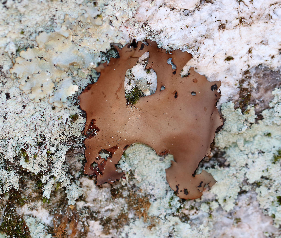 Smooth Rock Tripe Large, brown foliose lichen with a black lower surface. It turns green when it gets wet. <br />
<br />
U. mammulata is one of the largest lichens in the world. The thallus can be up to 15cm in diameter.  The one in this photo was about 8 cm wide. Geotagged,Smooth Rock Tripe,Spring,Umbilicaria mammulata,United States,fungus,lichen,tripe