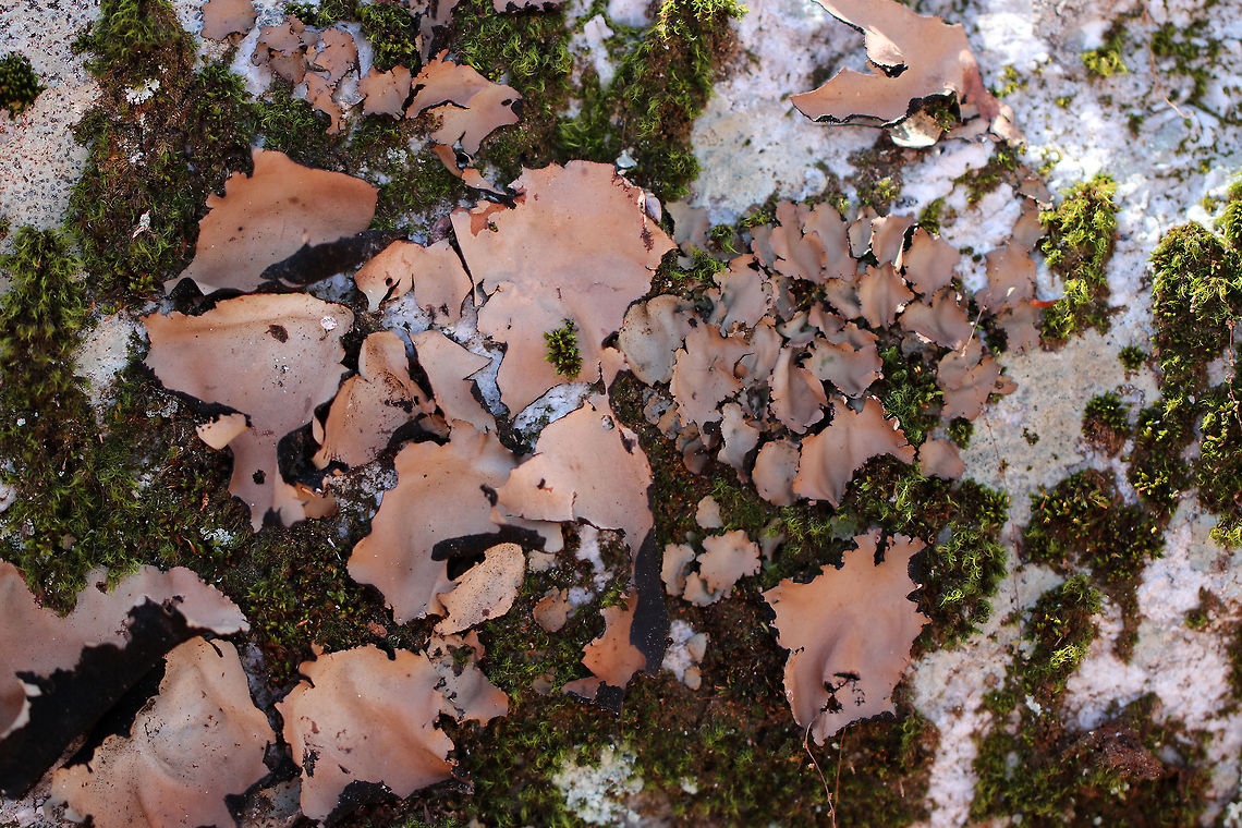 Smooth Rock Tripe Large, brown foliose lichen with a black lower surface. It turns green when it gets wet.  They ranged in size from about 1 - 9 cm in size.  U. mammulata is one of the largest lichens in the world. The thallus can be up to 15cm in diameter.  Geotagged,Smooth Rock Tripe,Spring,Umbilicaria mammulata,United States,fungus,lichen,tripe
