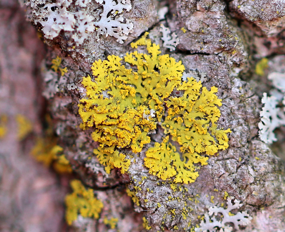 Candleflame Lichen Small, foliose neon yellow lichen that was 1 cm wide. The trees at my kids' baseball field were covered with these. Candelaria concolor,Candleflame Lichen,Geotagged,Spring,United States,fungus,lichen