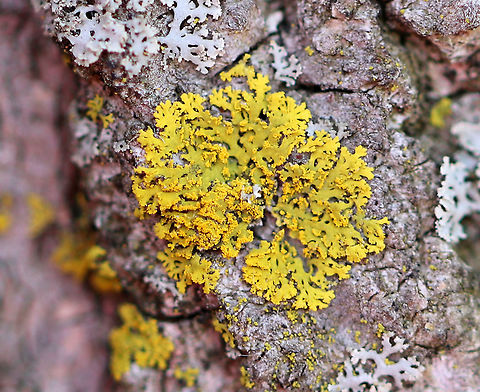 Candleflame Lichen Small, foliose neon yellow lichen that was 1 cm wide. The trees at my kids' baseball field were covered with these. Candelaria concolor,Candleflame Lichen,Geotagged,Spring,United States,fungus,lichen