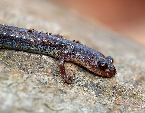 Red-backed Salamander It had a blackish brown body with reddish brown coloration and speckles. It's belly was black and whitish. This salamander was about 7 cm long. 

The red-backed salamander exhibits color polymorphism with two common color variations - the 'red-backed' variety has a red dorsal stripe that tapers towards the tail and the 'lead-backed' variety lacks most or all of the red pigmentation.  This spotting shows the lead-backed variety. Geotagged,Plethodon cinereus,Red- backed salamander,Spring,United States,dark morph,lead-backed salamander,red-backed salamander,salamander