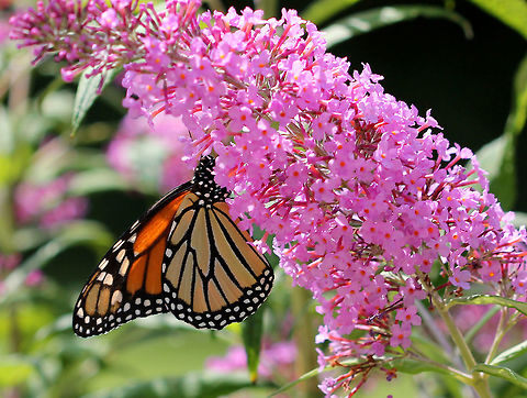 Monarch Butterfly Bright orange wings with black and white markings. The outer edge of the wings has a thick black border. Within the black border are white spots. The upper corner of the top set of wings has orange spots. The body of the monarch is black.  Danaus,Danaus plexippus,Geotagged,Monarch Butterfly,Monarch butterfly,Summer,United States,butterfly,monarch