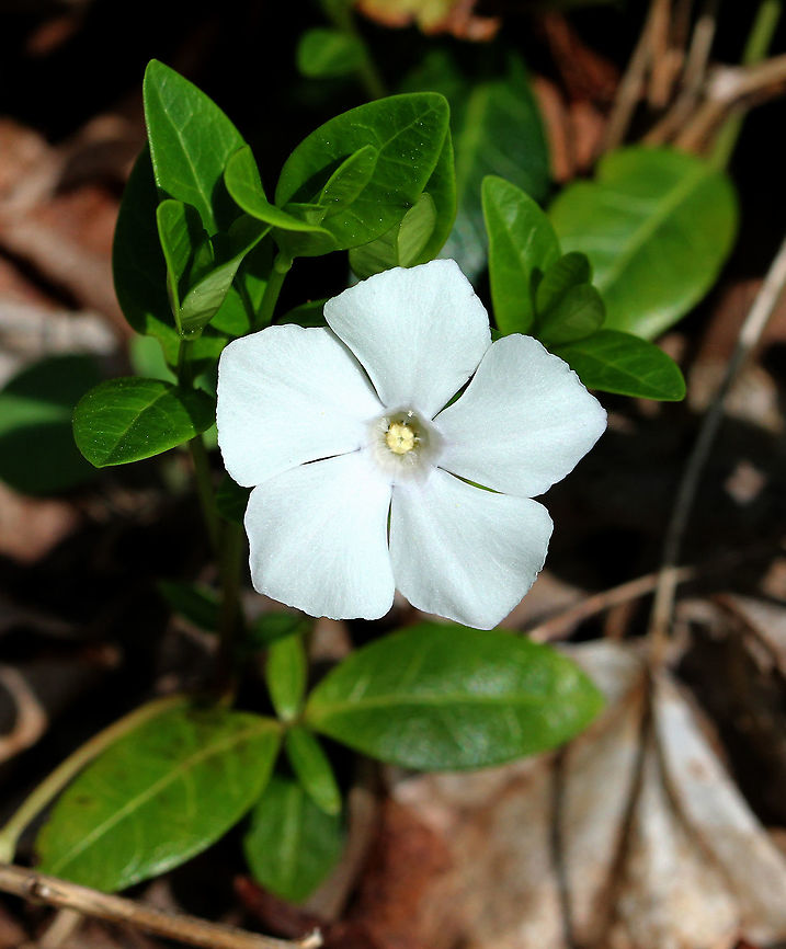 Periwinkle A low, evergreen plant. Flowers have 5 petals. This is the white-flowered version of Vinca minor. Geotagged,Lesser periwinkle,Periwinkle,Spring,United States,Vinca minor,white,white flower,wildflower