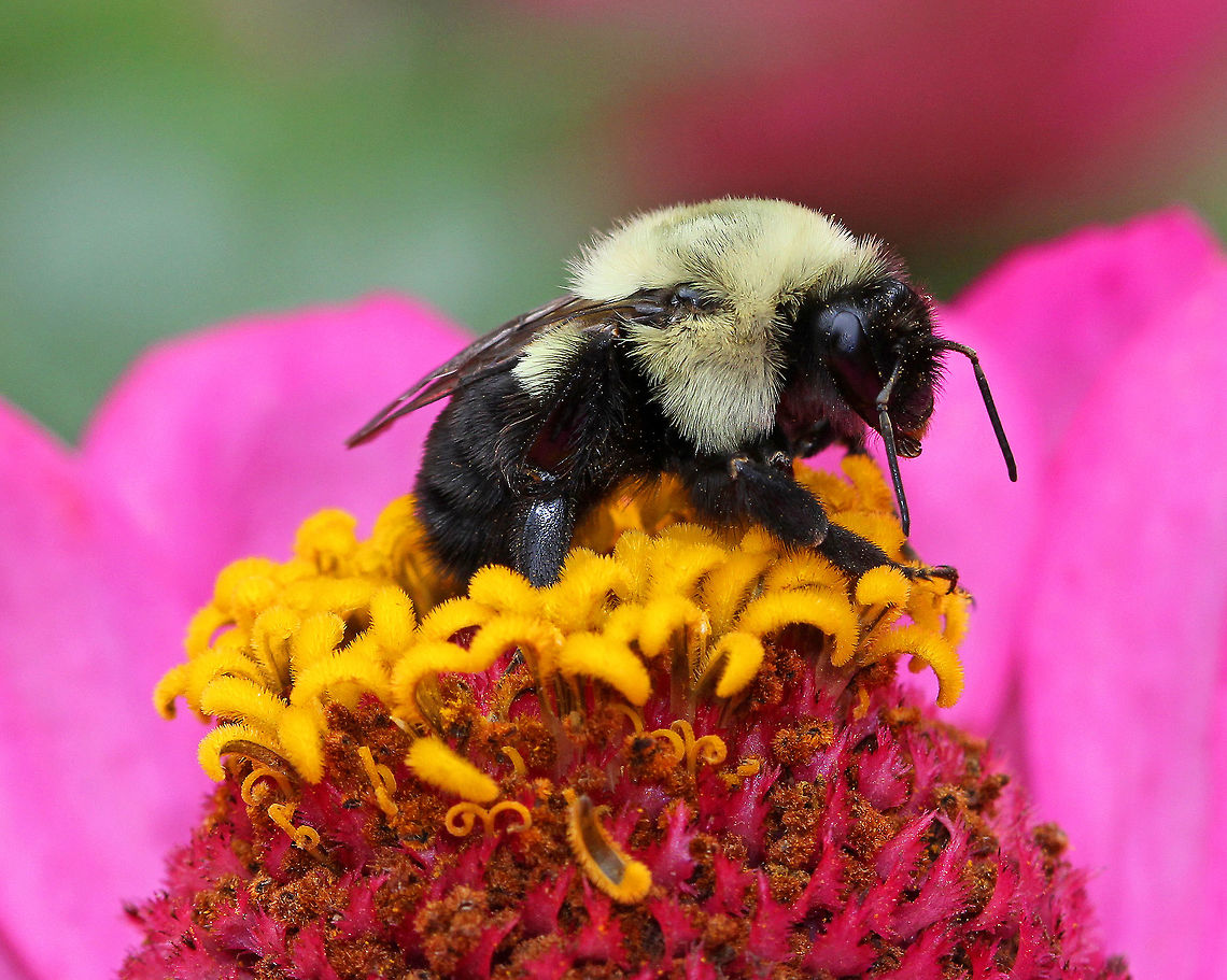 Common Eastern Bumblebee This is the most commonly encountered bumblebee across most of eastern North America. Queens and workers are both black with a yellow thorax and first abdominal segment, while males also have a yellow face and head. Bombus impatiens,Common Eastern Bumblebee,Geotagged,Summer,United States,bee,bumblebee,pollinator
