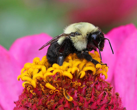 Common Eastern Bumblebee This is the most commonly encountered bumblebee across most of eastern North America. Queens and workers are both black with a yellow thorax and first abdominal segment, while males also have a yellow face and head. Bombus impatiens,Common Eastern Bumblebee,Geotagged,Summer,United States,bee,bumblebee,pollinator