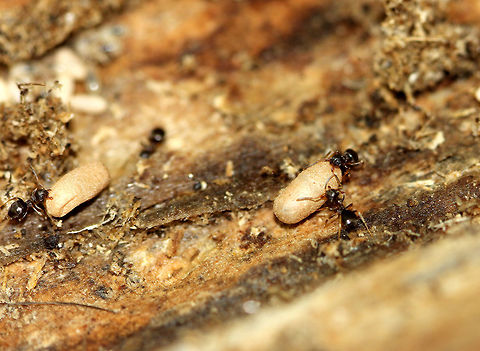 Ants Stealing Pupae, aka "Pirate Ants" - Family Formicidae I came across these ants as they were frantically moving pupae (brown fuzzy "pills" in the photo).  I think they were probably some kind of slave-making ants, which are brood parasites,  that were in the middle of a raid in which they were stealing pupae from another ant colony.  They weren't taking any larvae or eggs, only the pupae, which is often typical in a raid.  There were also dead adults in the log, which I'm guessing died in battle while trying to defend their brood.  The raid is probably terrifying to victimized ants, and in a sense is akin to the horrifying methods that humans use to obtain slaves. During a raid, the slave-maker ants steal pupae from nearby ant colonies. After emerging in the slave-maker nest,  the enslaved ants work as if they were in their own colony, therefore increasing the workforce for the slave-maker ant's colony.

Not only do the ants steal pupae and enslave them, they also employ chemical warfare during the raid.  Ants have Dufour's glands, which secrete chemicals that the ants use to communicate.  However, during a raid, they use this gland to manipulate the host defenders into attacking each other instead of fighting against the slave-maker ants. Formicidae,Geotagged,Spring,United States,ant pupae,ants,brood parasites,dulosis,pirate ants,slave-maker ants,superorganism