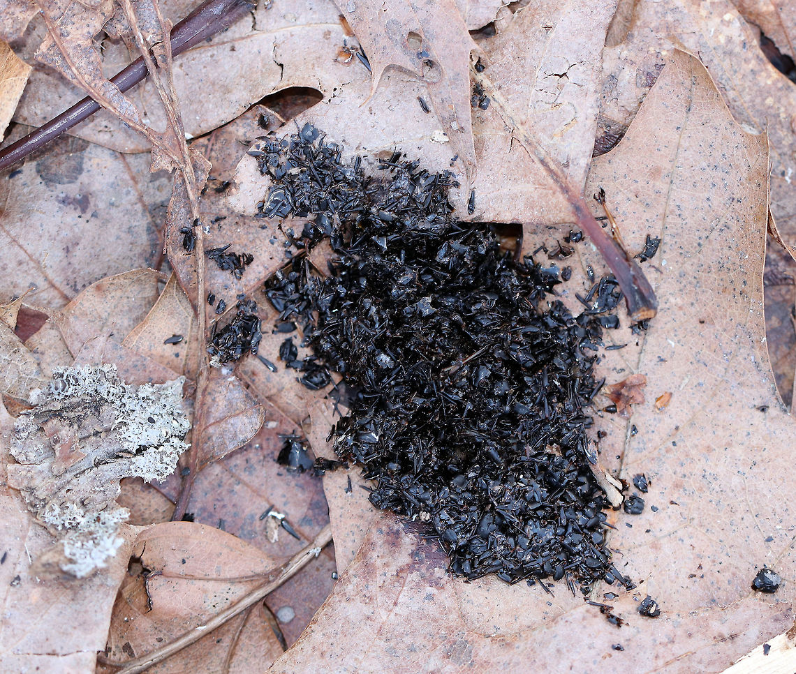 Pileated Woodpecker Scat This scat consisted of a small pile of bits of insect exoskeletons! <br />
<br />
Pileated Woodpeckers eat ants, primarily carpenter ants, during the winter. They usually defecate frequently during the day at their foraging sites.<br />
<br />
Similar to humans, birds excrete metabolic waste products (mainly nitrogen), which remains after food is broken down. Humans excrete nitrogen as urea in urine, which is diluted with water. However, birds need to be as light as possible for efficient flight, so they can&#039;t have heavy, water-filled bladders. Instead, they excrete nitrogen as a chemical called uric acid in an undiluted, concentrated form. The white outer coating of bird droppings is the uric acid. The inside of the droppings are the actual feces, or the indigestible parts of a bird&rsquo;s diet. A Pileated Woodpecker&rsquo;s droppings during winter consist of bits of carpenter ant exoskeletons and wood fiber. Birds simultaneously evacuate uric acid and feces from an opening just under the tail called the cloaca. Dryocopus pileatus,Geotagged,Pileated Woodpecker,Pileated Woodpecker Scat,Spring,United States,scat,woodpecker scat