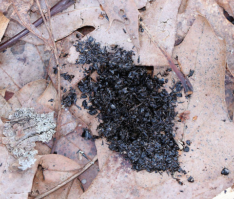 Pileated Woodpecker Scat This scat consisted of a small pile of bits of insect exoskeletons! 

Pileated Woodpeckers eat ants, primarily carpenter ants, during the winter. They usually defecate frequently during the day at their foraging sites.

Similar to humans, birds excrete metabolic waste products (mainly nitrogen), which remains after food is broken down. Humans excrete nitrogen as urea in urine, which is diluted with water. However, birds need to be as light as possible for efficient flight, so they can't have heavy, water-filled bladders. Instead, they excrete nitrogen as a chemical called uric acid in an undiluted, concentrated form. The white outer coating of bird droppings is the uric acid. The inside of the droppings are the actual feces, or the indigestible parts of a bird’s diet. A Pileated Woodpecker’s droppings during winter consist of bits of carpenter ant exoskeletons and wood fiber. Birds simultaneously evacuate uric acid and feces from an opening just under the tail called the cloaca. Dryocopus pileatus,Geotagged,Pileated Woodpecker,Pileated Woodpecker Scat,Spring,United States,scat,woodpecker scat