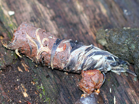 Red Fox Scat This is the prettiest scat that I've ever seen. It was fresh and juicy, was a spectacular reddish color, and had lots of stuff in it, including lots of feathers. I found it on top of a fallen tree. It was part of a latrine, and there were 2 other piles next to this one - a green, crumbly scat, and a hard, black scat.   Fall,Geotagged,Red Fox,United States,Vulpes vulpes,latrine,red fox,red fox scat,scat,signs of wildlife