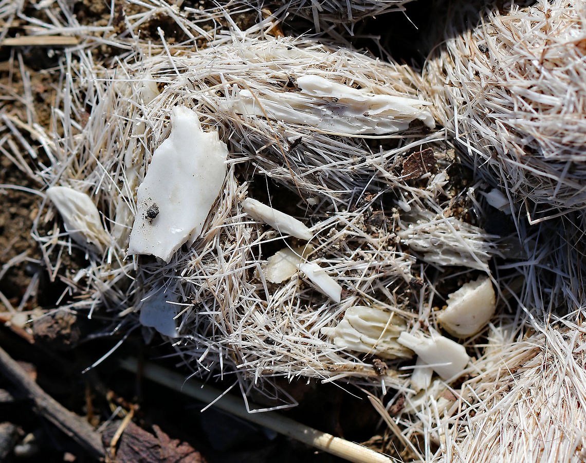 Coyote Scat This pile of scat was about 13cm long and each part had a 3cm diameter. It was full of hair/fur and broken bones. This composition is typical of winter coyote scat. The top side was bleached white by the elements, while the underside was brown. <br />
<br />
This scat was strategically placed by the coyote. Coyotes use scat to mark their territory, and this scat was deposited in the middle of a wide walking path in the middle of a meadow that borders a river and a mixed forest.<br />
<br />
 Canis latrans,Coyote,Geotagged,United States,Winter,coyote scat,scat,signs of wildlife