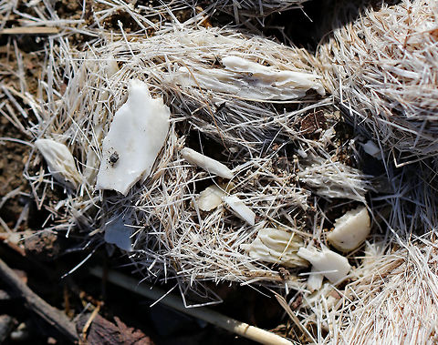 Coyote Scat This pile of scat was about 13cm long and each part had a 3cm diameter. It was full of hair/fur and broken bones. This composition is typical of winter coyote scat. The top side was bleached white by the elements, while the underside was brown. 

This scat was strategically placed by the coyote. Coyotes use scat to mark their territory, and this scat was deposited in the middle of a wide walking path in the middle of a meadow that borders a river and a mixed forest.

 Canis latrans,Coyote,Geotagged,United States,Winter,coyote scat,scat,signs of wildlife