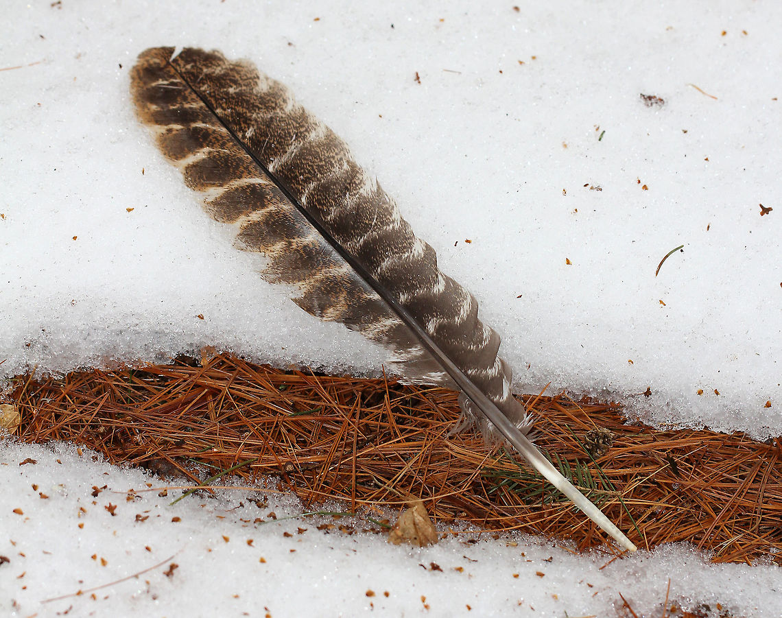 Wild Turkey Feather This feather was grayish brown with white bars. It was at least 20cm long, probably closer to 25cm. <br />
<br />
Wild turkeys were nearly wiped out by hunters and habitat loss by the early 1900s, but they made a comeback due to conservation efforts. However, for the past decade or so, turkey populations have again started to fall across much of the United States. This current decline is due to many factors - including, overhunting, habitat loss, climate change, disease, predation, etc.<br />
<br />
 Geotagged,Meleagris gallopavo,United States,Wild Turkey Feather,Wild turkey,Winter,feather,signs of wildlife,turkey feather,wild turkey