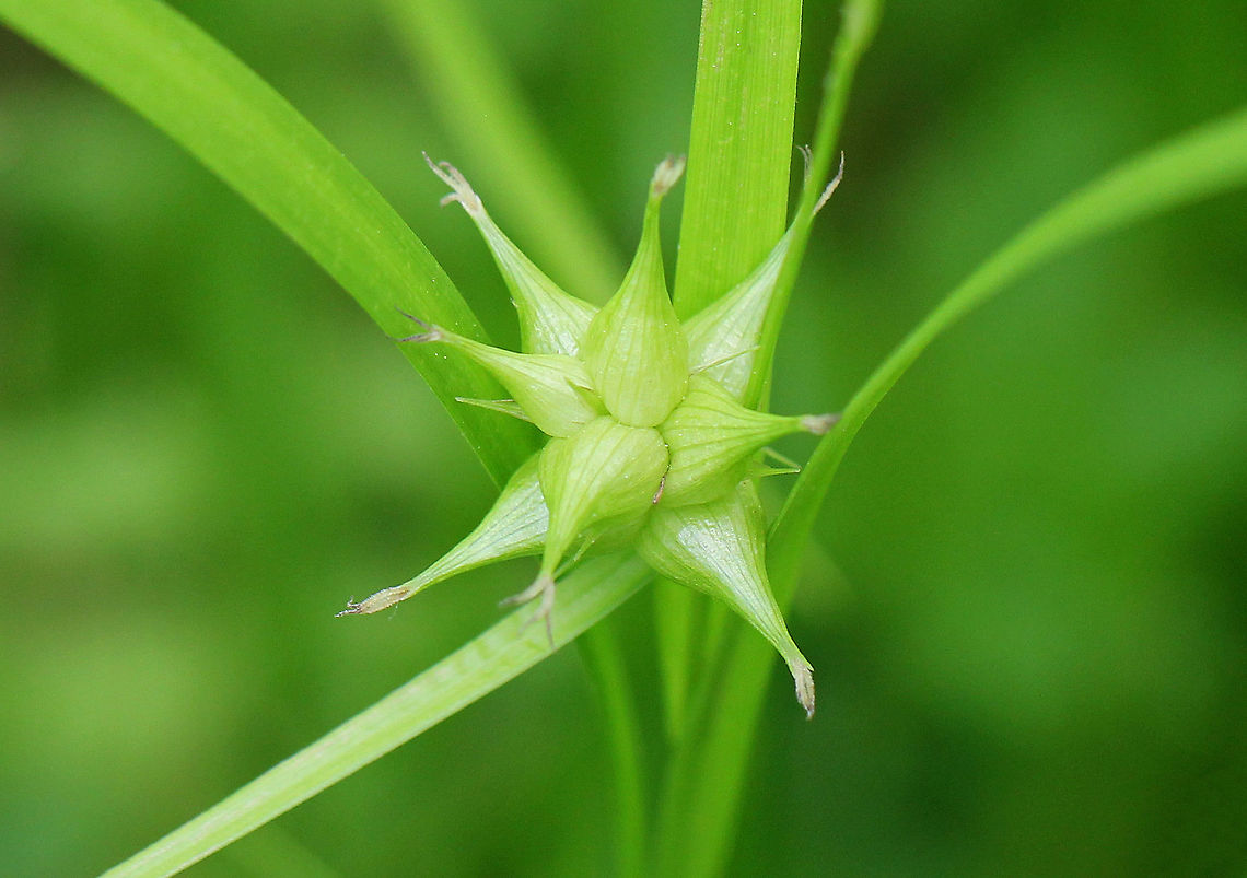 Gray's Sedge Spherical, green flowering spikes that are comprised of large, inflated perigynia, which radiate out in all directions. Carex,Carex grayi,Geotagged,Gray's Sedge,Spring,United States