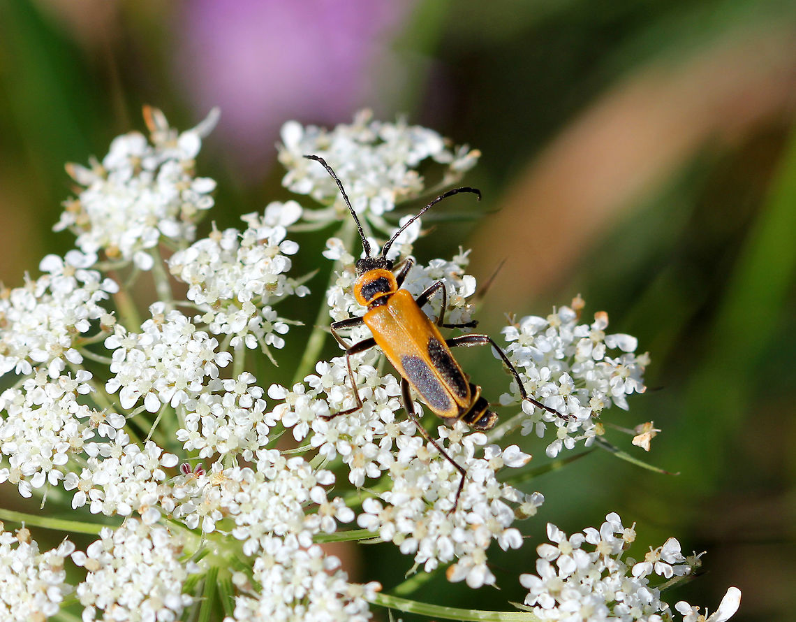 Pennsylvania Leatherwing Beetle These fast, agile beetles move around so much while looking for aphids to eat, that they incidentally become terrific pollinators.  Chauliognathus,Chauliognathus pennsylvanicus,Chauliognathus pensylvanicus,Geotagged,Goldenrod soldier beetle,Pennsylvania Leatherwing Beetle,Summer,United States,beetle,goldenrod soldier beetle