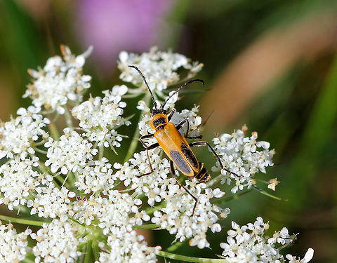 Pennsylvania Leatherwing Beetle These fast, agile beetles move around so much while looking for aphids to eat, that they incidentally become terrific pollinators.  Chauliognathus,Chauliognathus pennsylvanicus,Chauliognathus pensylvanicus,Geotagged,Goldenrod soldier beetle,Pennsylvania Leatherwing Beetle,Summer,United States,beetle,goldenrod soldier beetle