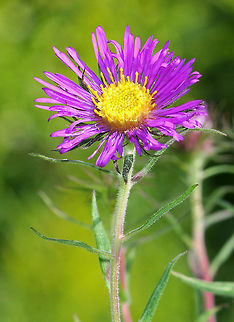New England Aster Purple flowers with yellow centers. Clasping, lance-shaped leaves. Plants grow to ~ 6 feet tall. Geotagged,New England Aster,Summer,Symphyotrichum novae-angliae,United States,aster
