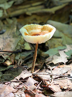 The Zoned Crinipellis - Crinipellis zonata This mushroom was tawny colored with zonation on the cap, had a woody stem, and  cream colored gills. It was approximately 8 cm tall.  Crinipellis,Crinipellis Mushroom,Crinipellis zonata,Geotagged,Summer,United States,Zoned Crinipellis,fungus crinipellis zonata,mushroom,zoned-cap Collybia