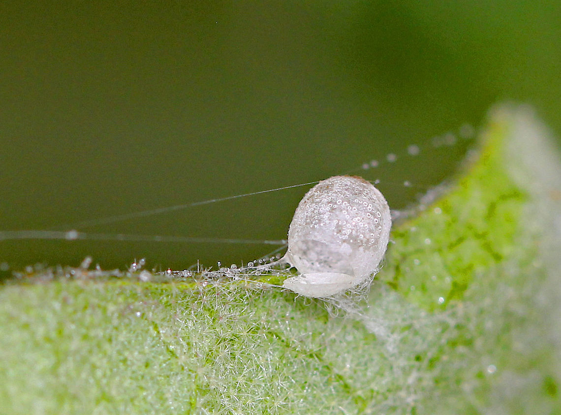 Green Lacewing (Chrysopidae) - Empty Pupa Habitat: Eggplant leaf; garden Geotagged,Summer,United States,chrysopidae,lacewing,pupa