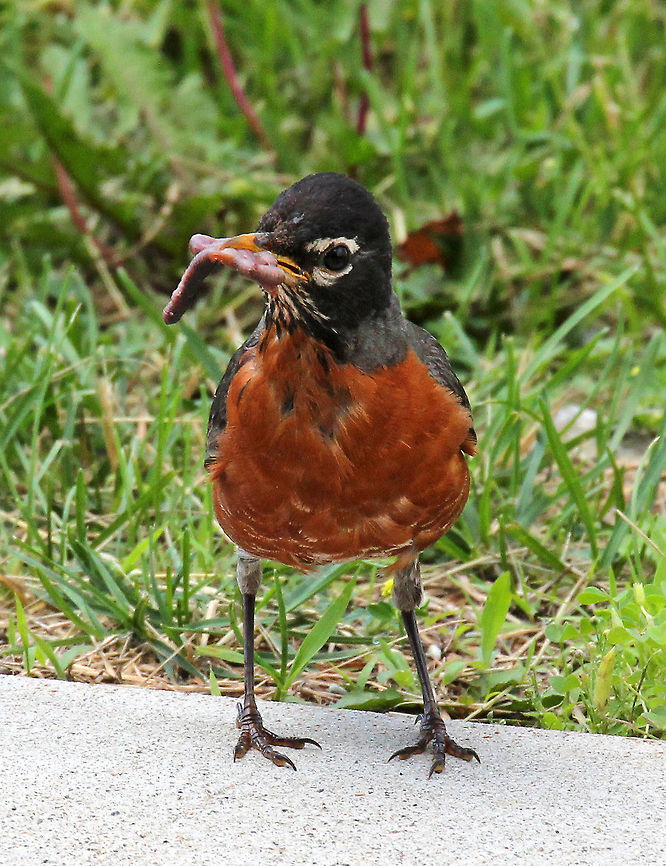 American Robin with Breakfast They are fairly large songbirds with a large, round body, long legs, and a long tail. They are gray-brown in color with orange underparts and dark heads. This robin, which had a beak full of scrambled earthworm, was having its breakfast in my yard. Robins can eat up to 14 feet of earthworms in a single day! American Robin,Geotagged,Spring,Turdus migratorius,United States,american robin,bird,robin